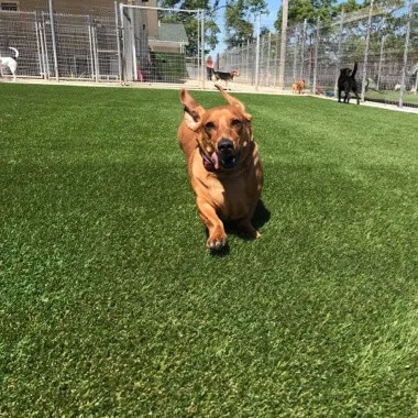 Pet-Areas | Goetze Bros. Carpet & Furniture